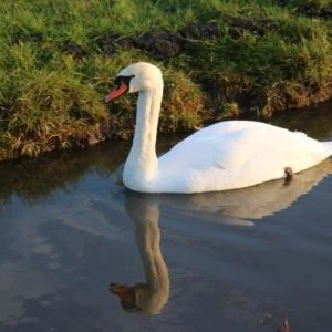 Coaching met dieren op de boerderij helpt bij ontspanning en bewustwording